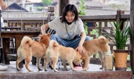 娱乐吃瓜酱阿姨卖小狗